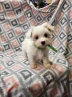 SNOWFLAKE , a female Maltese and Morkie for sale in Snowflake, AZ – 5 of 10