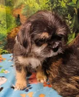 Bristol , a male Toy Australian Shepherd and Mal Shi for sale in Snowflake, AZ – 4 of 7