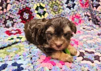 NESTLE , a male Yorkshire Terrier and Morkie for sale in Snowflake, AZ – 2 of 9