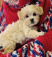 SUNKIST, a female Shih Tzu and Morkie for sale in Snowflake, AZ – 2 of 6