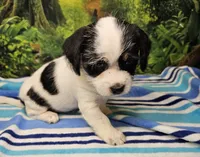 JACK, a male Toy Australian Shepherd for sale in Snowflake, AZ – 5 of 8