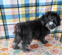 NAOMI, a female Maltipoo for sale in Snowflake, AZ – 4 of 7