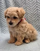 Martin , a male Maltipoo for sale in Snowflake, AZ – Photo 5 of 9