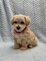 Martin , a male Maltipoo for sale in Snowflake, AZ – Photo 9 of 9