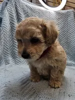 Martin , a male Maltipoo for sale in Snowflake, AZ – Photo 8 of 9