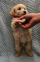 Martin , a male Maltipoo for sale in Snowflake, AZ – Photo 2 of 9