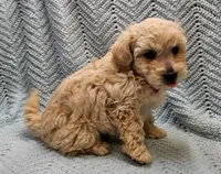 Martin , a male Maltipoo for sale in Snowflake, AZ – Photo 6 of 9