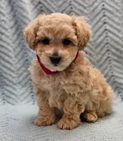 Martin , a male Maltipoo for sale in Snowflake, AZ – Photo 3 of 9