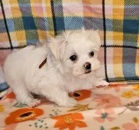 Spot, a male Maltese and Shih Tzu for sale in Snowflake, AZ – 2 of 9