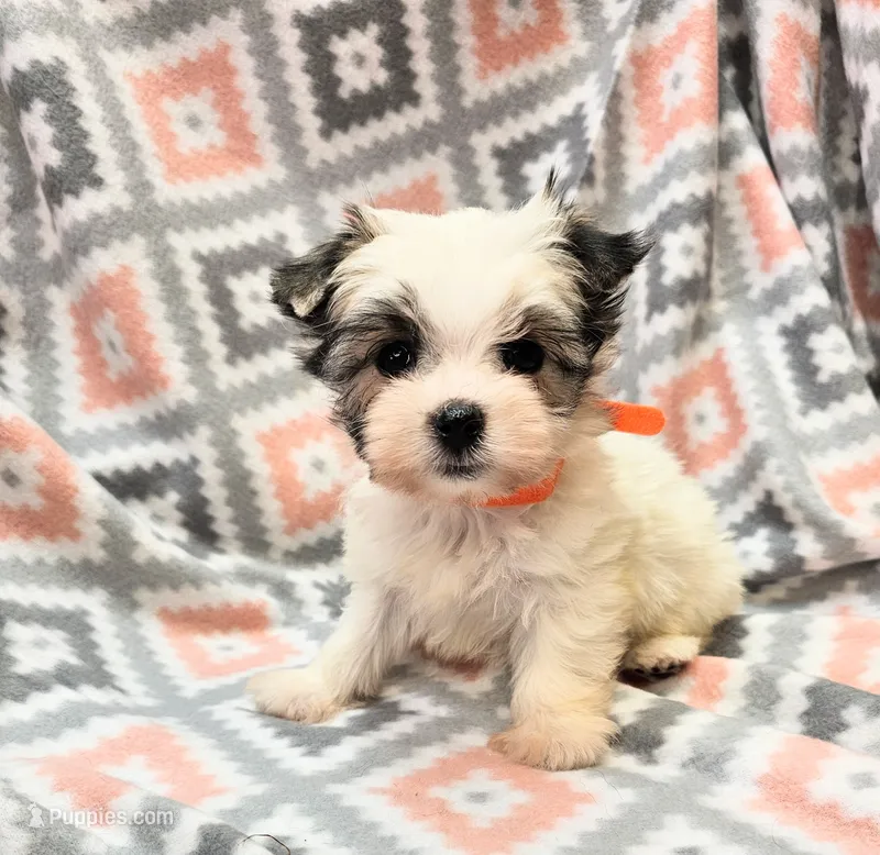 MELISSA , a female Yorkshire Terrier and Morkie for sale in Snowflake, AZ – 1 of 9
