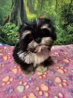 FANNY, a female Toy Australian Shepherd and Mal Shi for sale in Snowflake, AZ – 5 of 7