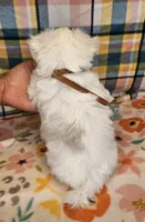 Spot, a male Maltese and Shih Tzu for sale in Snowflake, AZ – 4 of 9
