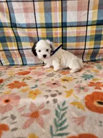 Ringo, a male Morkie for sale in Snowflake, AZ – 4 of 5