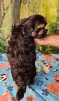 Danny , a male Morkie for sale in Snowflake, AZ – 4 of 7