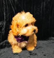 processed/c9c99617-93ac-4656-ba37-3bbe4332edda/listing/c7fa246d-c7fe-4860-95e8-be1d1ce60256/0debf16f-1ac0-4ce2-9db5-b754385385b6