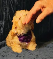 processed/c9c99617-93ac-4656-ba37-3bbe4332edda/listing/c7fa246d-c7fe-4860-95e8-be1d1ce60256/96a3e5b9-b026-483c-a588-80a4a8d62c58