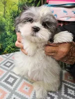 MARIA, a female Toy Australian Shepherd and Mal Shi for sale in Snowflake, AZ – 2 of 7