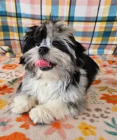 MACKY, a male Toy Australian Shepherd and Mal Shi for sale in Snowflake, AZ – 5 of 7