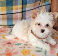 Revolver, a male Maltese and Yorkshire Terrier for sale in Snowflake, AZ – 3 of 9