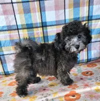 DOVE, a female Maltipoo for sale in Snowflake, AZ – 2 of 4
