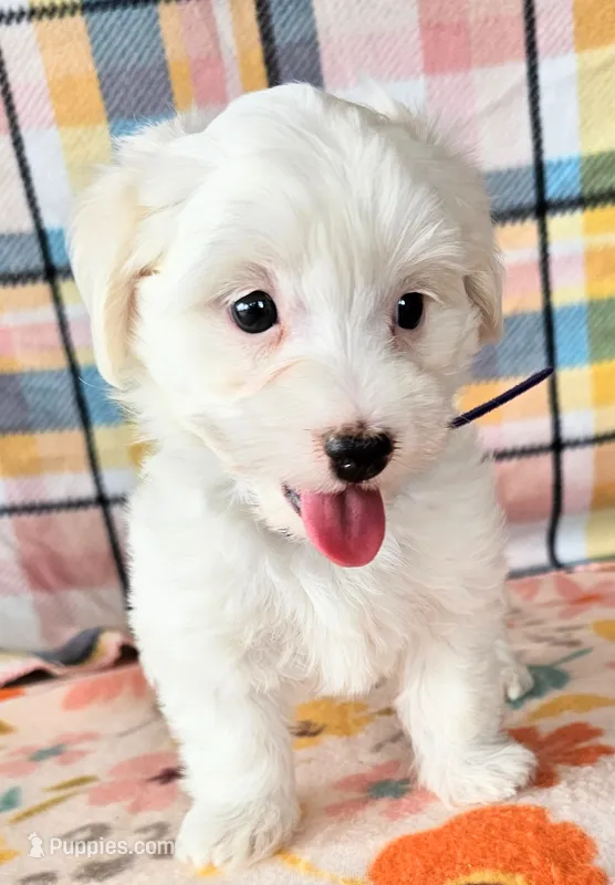 ALLISON  – Morkie puppy for sale in Snowflake, AZ