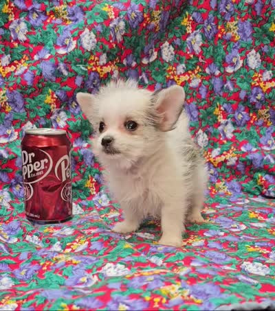 Cali, a female Morkie for sale in Snowflake, AZ – 8 of 8