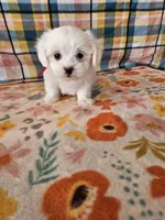 Yoko, a female Morkie and Mal Shi for sale in Snowflake, AZ – 7 of 9