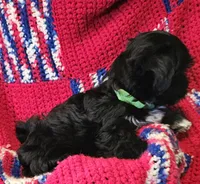CROSS, a male Shih Tzu and Morkie for sale in Snowflake, AZ – 6 of 8