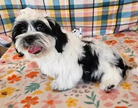 HART, a male Mal Shi for sale in Snowflake, AZ – 5 of 7