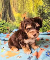 Hershey, a male Morkie for sale in Snowflake, AZ – 3 of 7