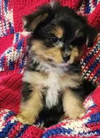LINDA, a female Pomeranian and Morkie for sale in Snowflake, AZ – 2 of 8