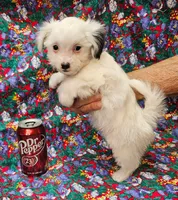 Pupcake, a female Morkie for sale in Snowflake, AZ – 2 of 7