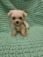 CASPER , a male Maltese and Morkie for sale in Snowflake, AZ – 3 of 8
