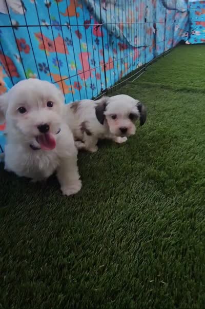 ANGIE, a female Morkie for sale in Snowflake, AZ – 7 of 8