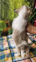 Candy , a female Pekingese for sale in Snowflake, AZ – 6 of 8