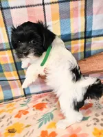 Playful Patch, a male Maltese and Mal Shi for sale in Snowflake, AZ – 3 of 8