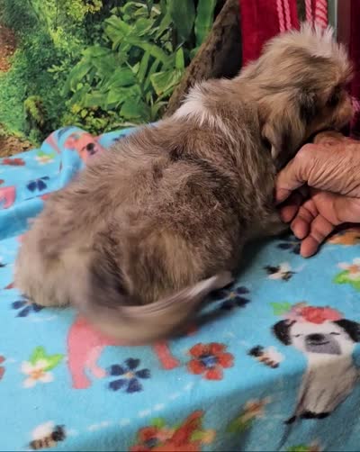 Mohawk , a male Toy Australian Shepherd and Mal Shi for sale in Snowflake, AZ – 7 of 8