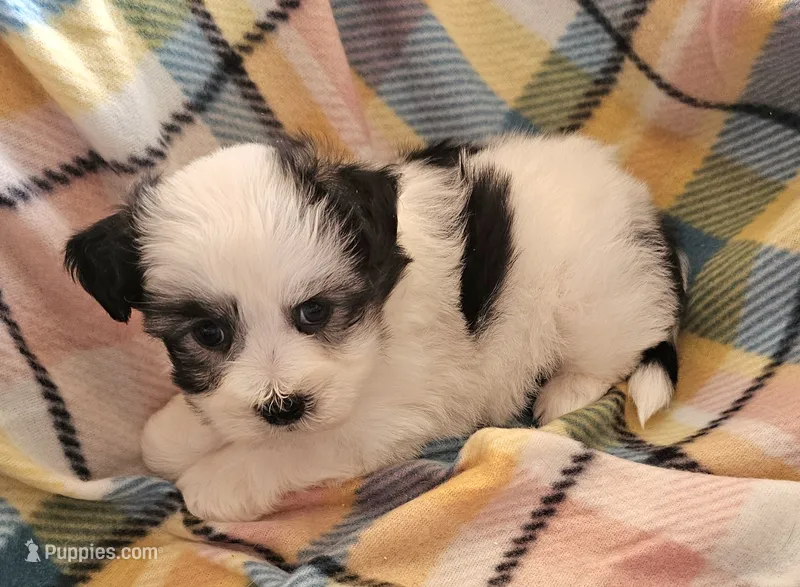 MARISA – Morkie puppy for sale in Snowflake, AZ