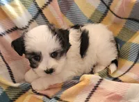 MARISA, a female Morkie for sale in Snowflake, AZ – 1 of 6