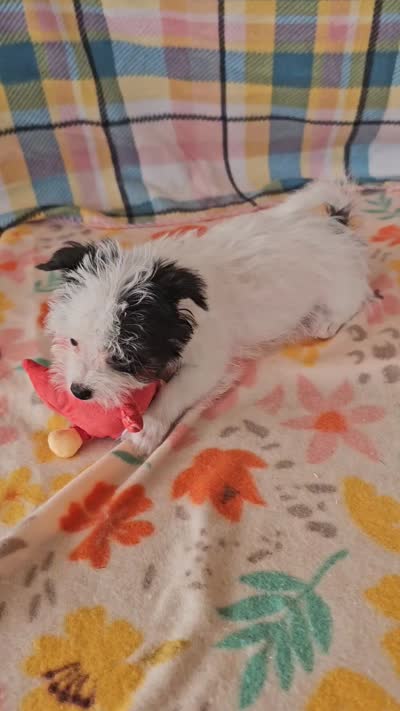 Pistol , a male Maltese and Yorkshire Terrier for sale in Snowflake, AZ – 9 of 10