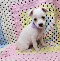 Bunny , a female Malchi for sale in Snowflake, AZ – 2 of 6