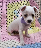 Bunny , a female Malchi for sale in Snowflake, AZ – 3 of 6