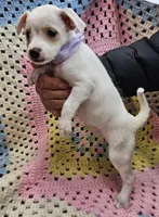 Bunny , a female Malchi for sale in Snowflake, AZ – 6 of 6