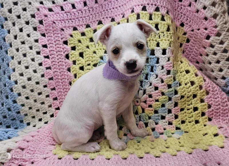Bunny  – Malchi puppy for sale in Snowflake, AZ
