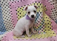 Bunny , a female Malchi for sale in Snowflake, AZ – 1 of 6