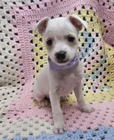 Bunny , a female Malchi for sale in Snowflake, AZ – 4 of 6