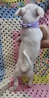 Bunny , a female Malchi for sale in Snowflake, AZ – 5 of 6