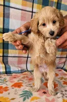 Sunny, a male Yorkipoo for sale in Snowflake, AZ – 4 of 9