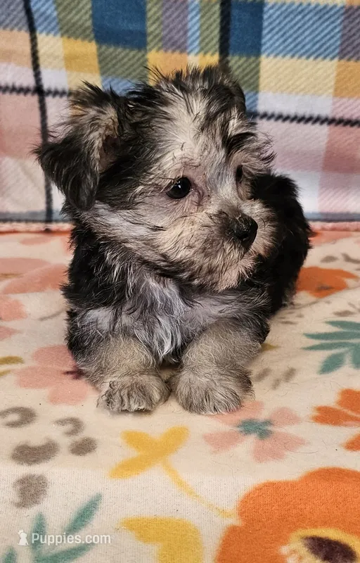 LONDON  – Morkie puppy for sale in Snowflake, AZ