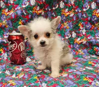 Cali, a female Morkie for sale in Snowflake, AZ – 3 of 8